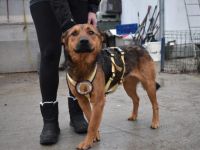 Sandro - freundlich, ruhig, verträglich - möchte Dein Herzblatt sein