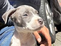 American Staford Blue line