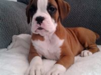 Boston Terrier-Welpen