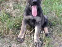 Deutsche Schäferhundwelpen DDR mit Papieren