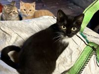 Junge Katzen abzugeben