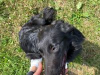 Altdeutsche Schäferhunde Welpen