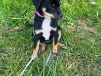 Pinscher cocker spaniel mischling