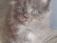 Main Coon Kitten