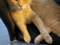 Liebevolles Zuhause für Senior-Kater gesucht…