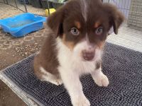 Reinrassige Australian Shepherd Welpen