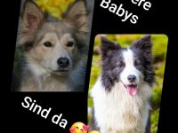 Border collie welpen