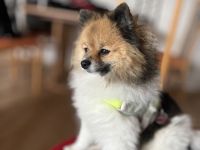 Deckrüde (kein Verkauf!) Zwergspitz