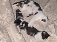 3 EKH süße Katzen werden Verkauft