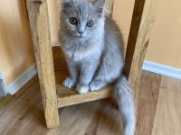 Süße hellgraue Katze (geb. 27.2.24) abzugeben – Eltern: Türkisch Angora (Vater) und BLH (Mutter)