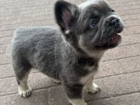 Schöne Französische Bulldoggen Welpen Abgabebereit