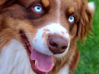 Blue Diamonds Milow Erfahrener Deckrüde Australian  Shepherd