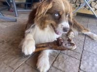 Erfahrener Deckrüde Australien Shepherd  Blue Eyes