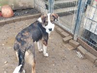 Wunderschöne Pyrenäenberghund und Schweizer Berner Sennhund Mischlings Welpen abzugeben