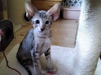 Siam und OKH Kitten, Stammbaum, Impfungen, Chip