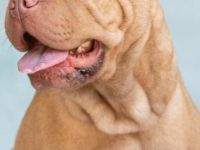 Alternativ Bulldogge