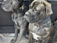 CANE CORSO Welpen Familienaufzucht im Tal