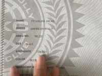 American Bully zu verkaufen