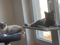 2 britisch kurz Haar Katze