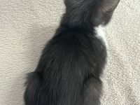 3 Monate alte Kätzchen suchen neues Zuhause 💕