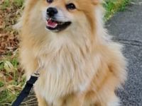 Der mike such ein neues zu hause