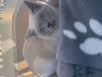 Britisch kurzhaarkatze