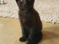 Kater schwarz getigert