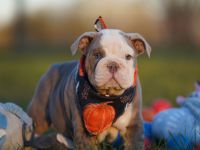Reinrassige Freiatmende Englische Bulldogge Welpen auf Familiensuche