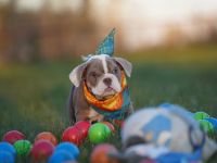 Reinrassige Freiatmende Englische Bulldogge Welpen auf Familiensuche