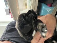 Tibet Dogge, Do Khyi Mix