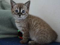 Bengal Kitten in mink charcoal + mink solid, Abgabe Ende September