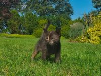 Europäische Kurzhaar Kitten