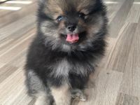 Pomeranian-Welpen, Spitz