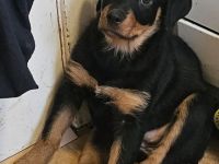 Schöne Rottweiler-Welpen