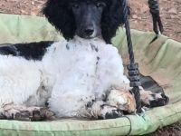 Traumhafte Harlekin Grosspudel