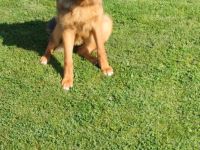 Sehr schöne Schäferhündin