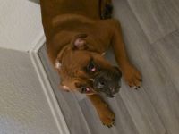 Old englische Bulldogge