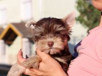 Chocolate und biro yorkshire terrier aus Europameister Verpaarung (Lieferung ist möglich)
