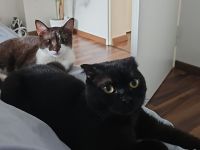 BKH und EKH Kater suchen neues Zuhause