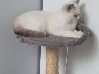 Katzenkitten mit Stammbaum