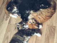 3 zauberhafte Maine-Coon-Norweger-Mix Kätzchen suchen ein liebevolles Zuhause!