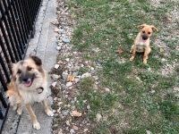 Mischlingshunde aus Rumänien