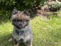 Deckrüde Zwergspitz