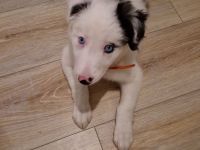 Border Collie Blau Merle Hündin 3 Monate