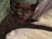 Süße Katze sucht ein schönes Zuhause