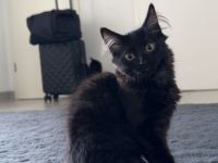 Kitten sofort abgabebereit