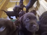 Labrador Welpen Farbe Schoko sofort Abgabebereit