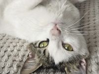 Ehemaliger Sorgenkater Nikita ist fit für den Umzug