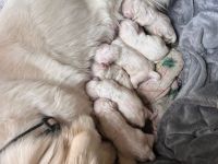 Goldene Retriever Welpen