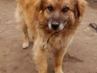 Duke, 6 Jahre, freundlich und ruhig, sucht seine Menschen